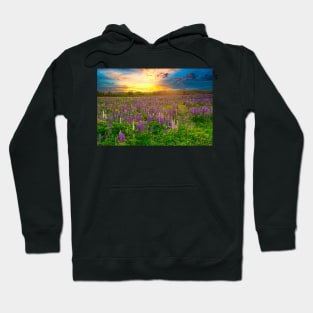 Lupins at Sunset Hoodie